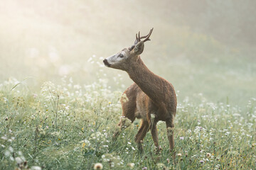 Deer in the morning - 378149264