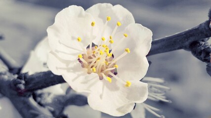 Flor