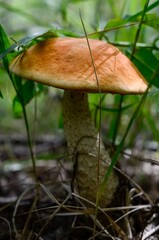 An edible mushroom with a red cap grows in the forest in the grass