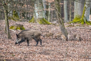 Wildschweinfamilie