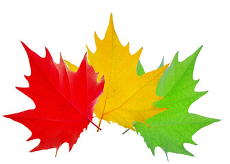 leaf  maple red yellow green all season background isolated