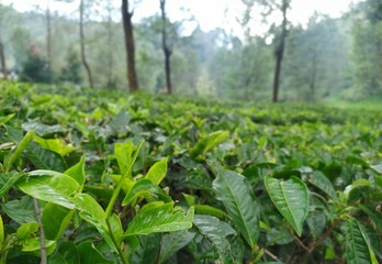 green plantation