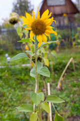 Sunflower blooms on a long, thick green stem with black seeds and yellow petals all around in a garden cottage.