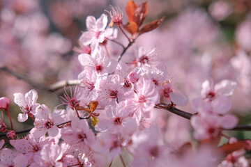 Fototapeta premium Floral background