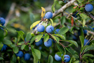 Sloes on a Blackthorn Bush