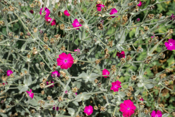 Lychnis Atrosanguinea a magenta red herbaceous springtime summer flower plant