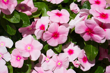 Beautiful purple Catharanthus roseus in the garden