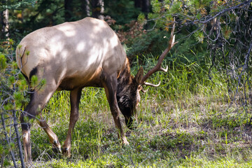 Fototapeta premium An elk feeding along the highway in Jasper National Park