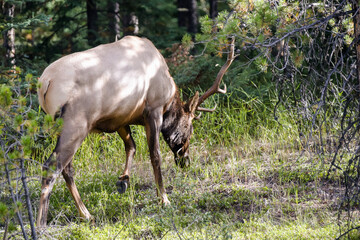 An elk feeding along the highway in Jasper National Park