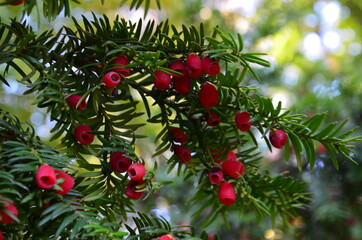 Taxus baccata (yew tree)/Yew tree with red fruits. Taxus baccata