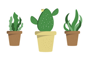 green cactus tree vector on the White Background.