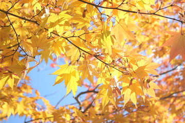 Beautiful and cute golden maple leaves against blue sky, wallpaper background, Karuizawa, Japan, Asia