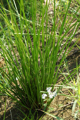 Wasserpflanze mit Blume