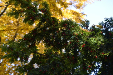Taxus baccata (yew tree)/Yew tree with red fruits. Taxus baccata