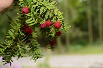 Taxus baccata (yew tree)/Yew tree with red fruits. Taxus baccata
