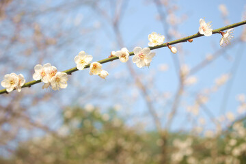 Beautiful and cute white plum blossom flowers  against blue sky, wallpaper background, soft focus