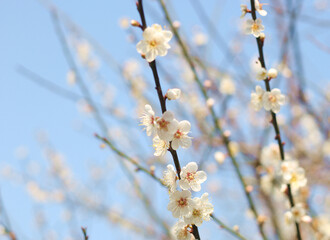 Beautiful and cute white plum blossom flowers  against blue sky, wallpaper background, soft focus