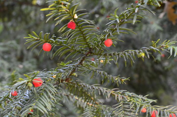 Taxus baccata (yew tree)/Yew tree with red fruits. Taxus baccata