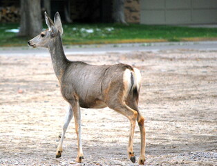Deer in winter snow outdoors.