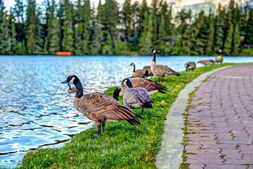 Fototapeta premium Canadian Geese along the shores of Lake Beauvert in Jasper