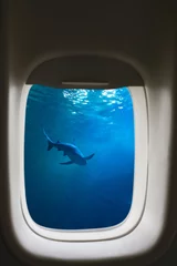 Ein Hai durch ein Flugzeugfenster © shocky