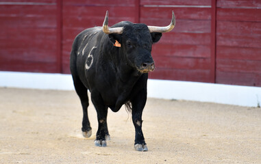 toro negro español