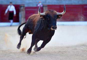 toro bravo español en una plaza de toros durante un espectaculo taurino