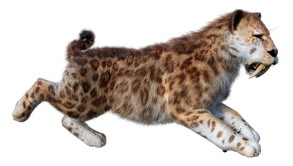Obraz premium 3D Rendering Sabertooth Tiger on White