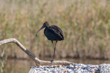 Close up of Glossy Ibis (Plegadis falcinellus)