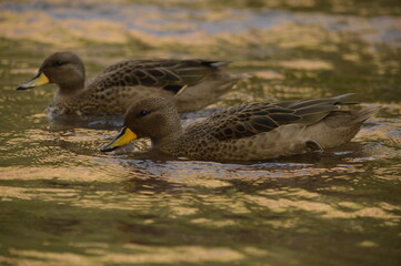 Aves en el Valle Grande