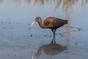 Close up of Glossy Ibis (Plegadis falcinellus)