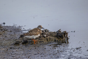 Foraging Ruddy turnstone wading bird Arenaria interpres along the shoreline