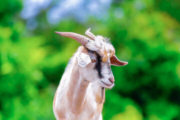 Right side face Goat portrait