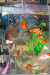 Aquarium With Gold Fish