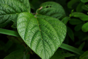 Close up of green and textured plant in rain forest