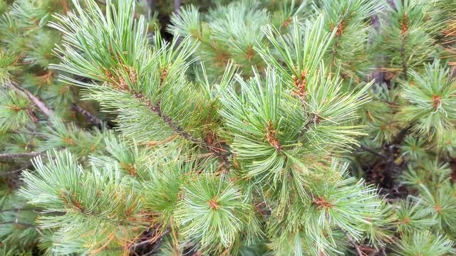 Pine branch close up. Pine branch in autumn. The wind shakes the coniferous forest.