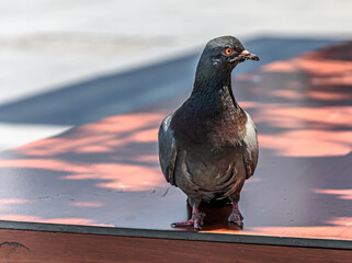 Pigeon standing on the wall