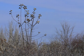 Allphotokz Taldykorgan Nature 20161110 1410 D810 S