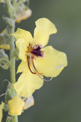 Verbascum nevadense mullein medium-sized plant with large light yellow flowers with purple hairy...
