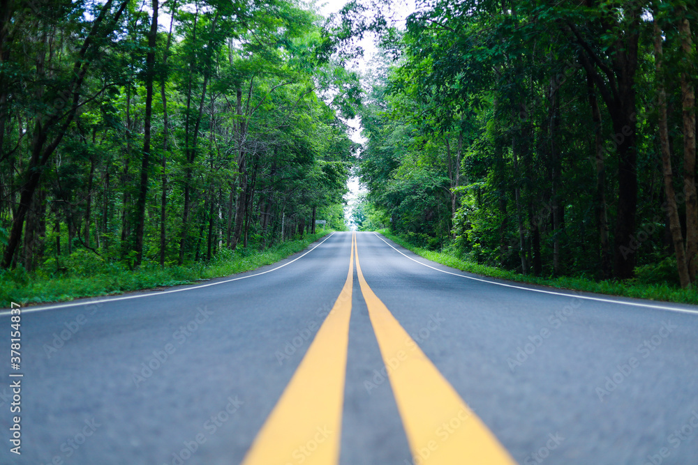 Wall mural road in the forest