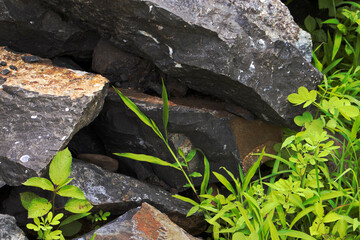 stone is surrounded with grass 