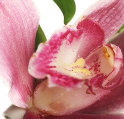 Fototapeta premium pink Orchid closeup