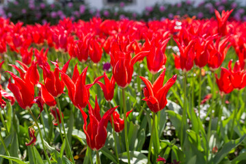 Background of red tulips field