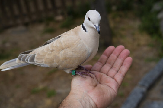 Closeup of a white dove on a person hand