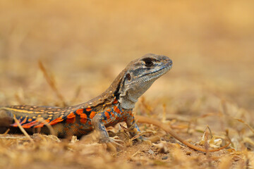 the Butterfly lizard on the ground.