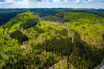 Wald im Fr&uuml;hling