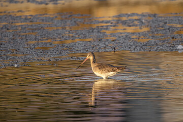 Black Tailed Godwit (Limosa limosa) in Danube Delta