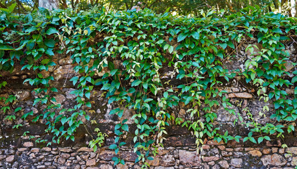 Hanging plants on stone wall, Rio, Brazil