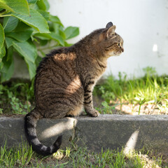 Tabby cat on curb kerb in summer afternoon in the garden. Sunny light over garden grass and green leaves in the left. Square crop of cat profile with copy space