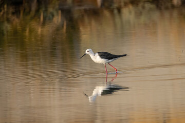 The black-winged stilt (Himantopus himantopus) bird on salt lake